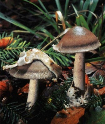    - Amanita vaginata